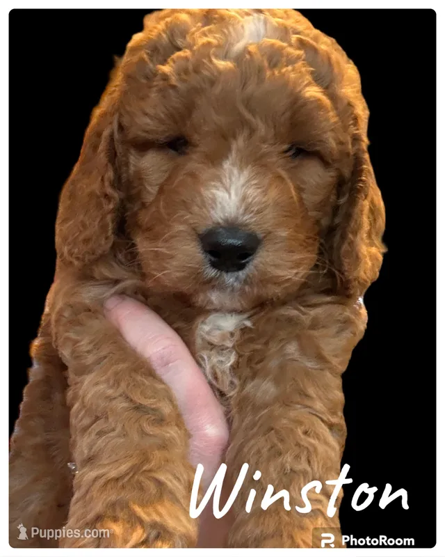 Winston, a male Miniature Goldendoodle for sale in Forreston, IL – Photo 1 of 1