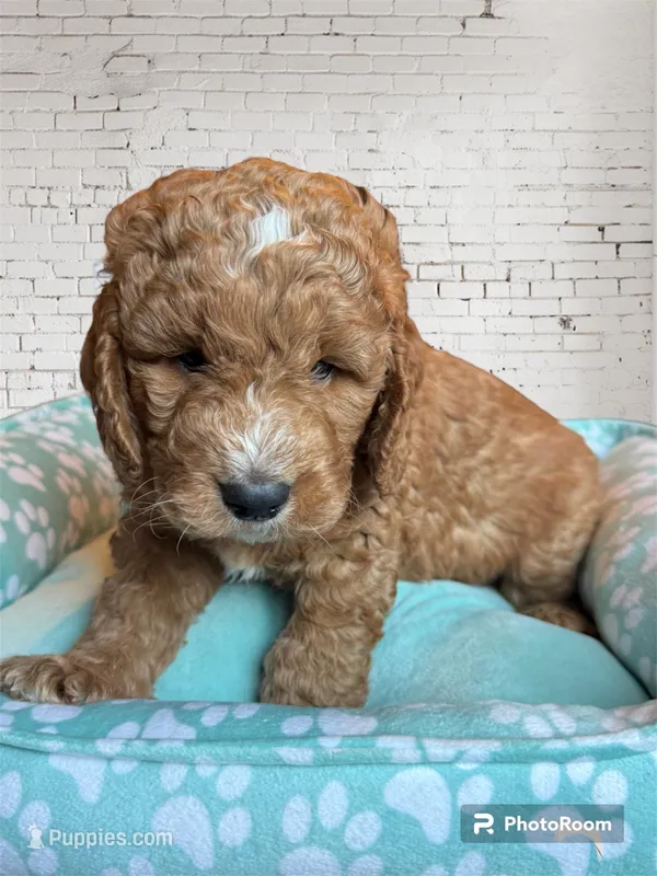Winston – Miniature Goldendoodle puppy on hold in Forreston, IL