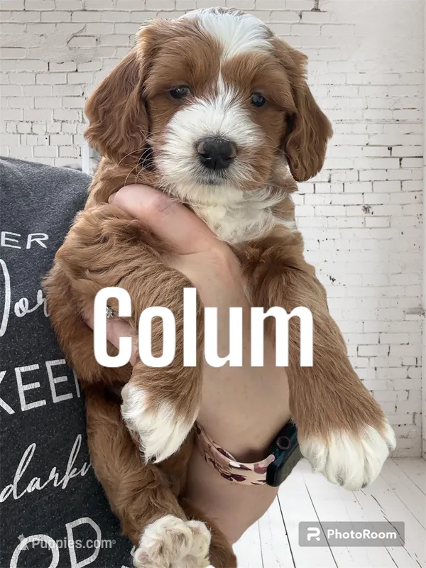 Colum – Miniature Goldendoodle puppy for sale in Forreston, IL