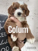 Colum, a male Miniature Goldendoodle for sale in Forreston, IL – 1 of 3
