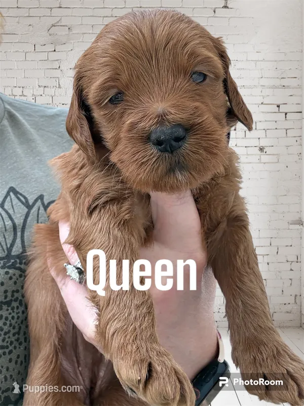 Queen – Goldendoodle, Miniature Goldendoodle puppy for sale in Forreston, IL