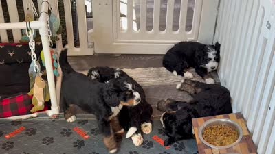 Gregory , a male Bernedoodle and Miniature Bernedoodle for sale in Forreston, IL – 2 of 2