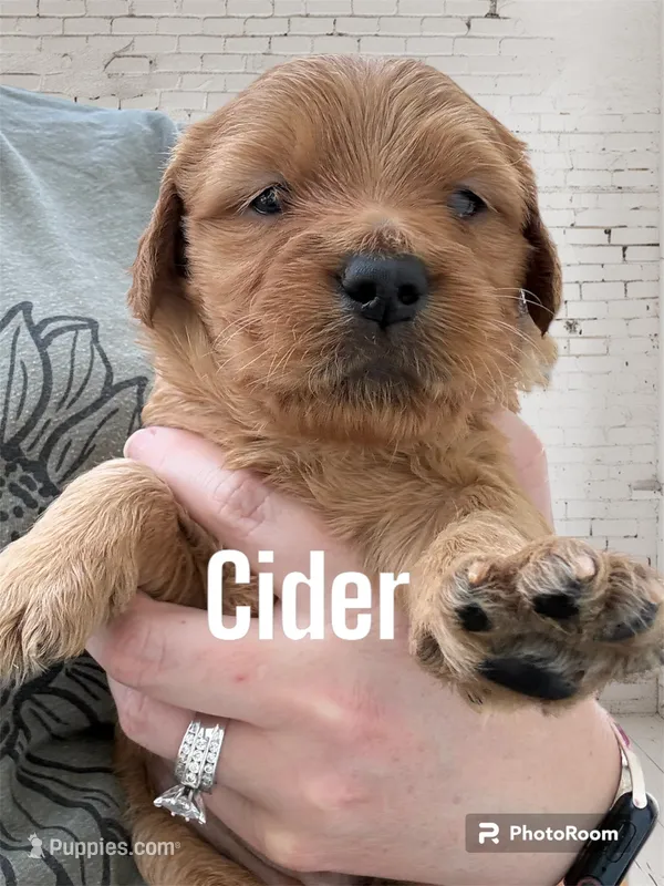Cider – Goldendoodle, Miniature Goldendoodle puppy for sale in Forreston, IL