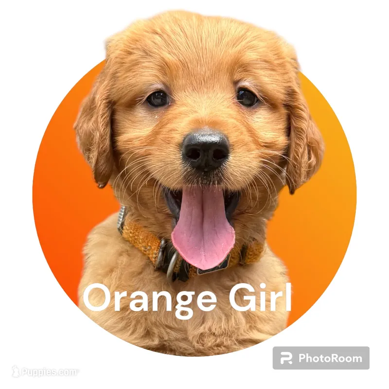 Cider – Goldendoodle, Miniature Goldendoodle puppy for sale in Forreston, IL