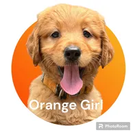 Orange Girl Genetic  Clear, a female Goldendoodle and Miniature Goldendoodle for sale in Forreston, IL – 3 of 4