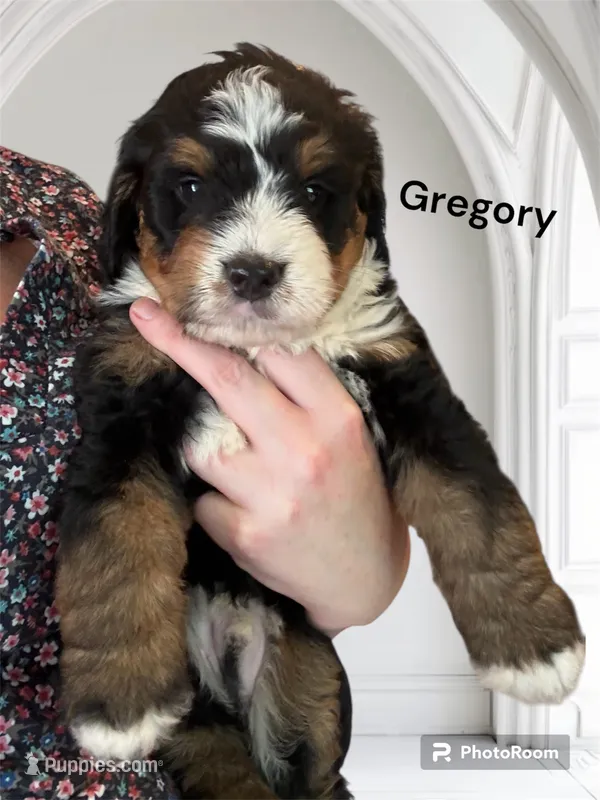 Gregory  – Bernedoodle, Miniature Bernedoodle puppy for sale in Forreston, IL