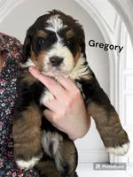 Gregory , a male Bernedoodle and Miniature Bernedoodle for sale in Forreston, IL – 1 of 2