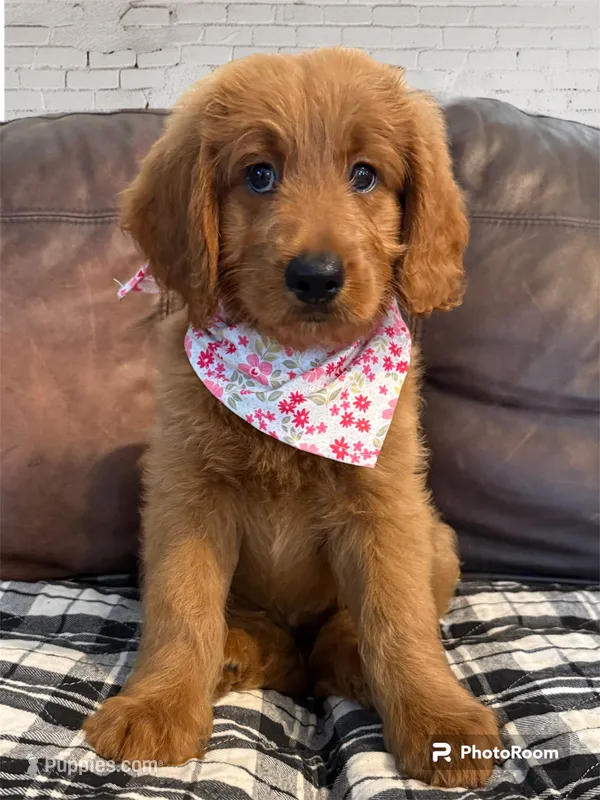 Pink Girl Genetic Clear – Goldendoodle, Miniature Goldendoodle puppy for sale in Forreston, IL