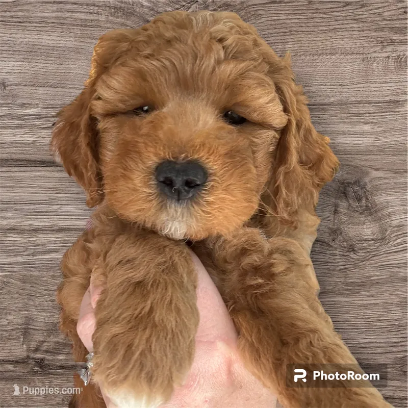 Fergus  – Miniature Goldendoodle puppy for sale in Forreston, IL