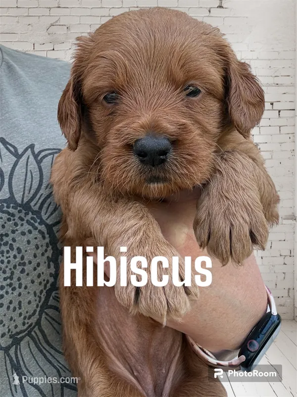 Hibiscus  – Goldendoodle, Miniature Goldendoodle puppy for sale in Forreston, IL