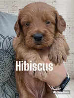 Hibiscus , a female Goldendoodle and Miniature Goldendoodle for sale in Forreston, IL – 1 of 1