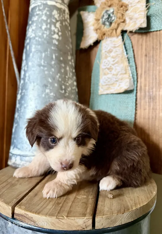 Carmelo – Miniature Australian Shepherd puppy for sale in Stockdale, TX