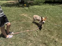Rango, a male Australian Cattle Dog for sale in Stockdale, TX – 5 of 5