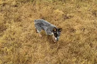 Blaze, a male Australian Cattle Dog for sale in Stockdale, TX – 3 of 4