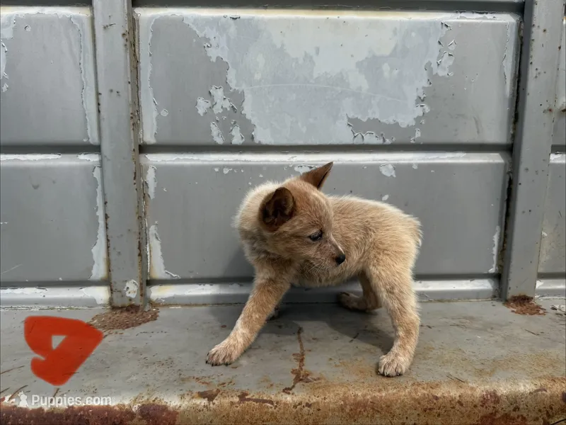 Reba – Australian Cattle Dog puppy for sale in Stockdale, TX
