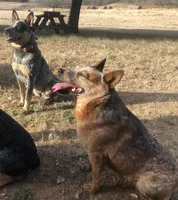 Pepper, a female Australian Cattle Dog for sale in Stockdale, TX – 2 of 6