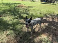 Pepper, a female Australian Cattle Dog for sale in Stockdale, TX – 6 of 6