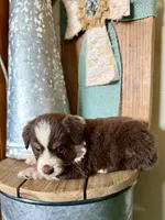 Mocha, a female Miniature Australian Shepherd for sale in Stockdale, TX – 2 of 5