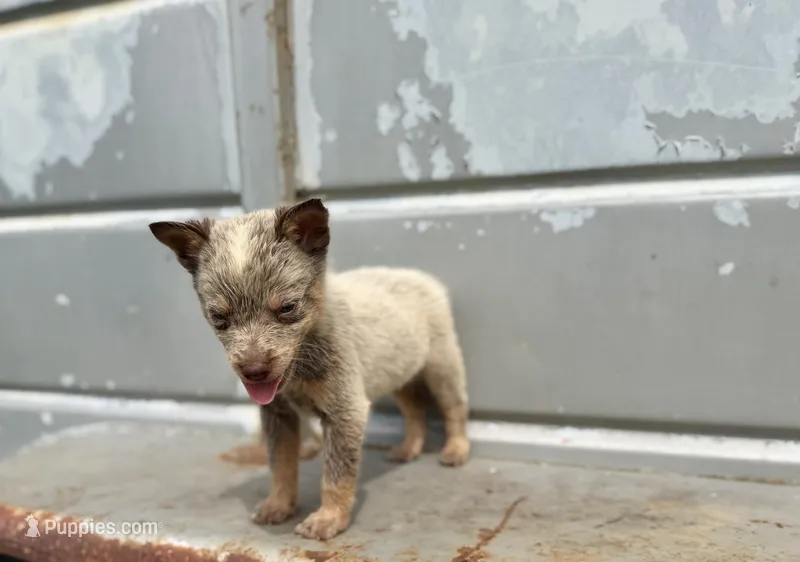 Mocha – Australian Cattle Dog puppy for sale in Stockdale, TX