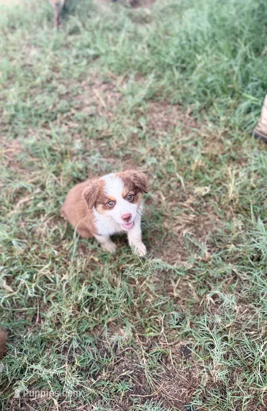 Hazel – Miniature Australian Shepherd puppy for sale in Stockdale, TX