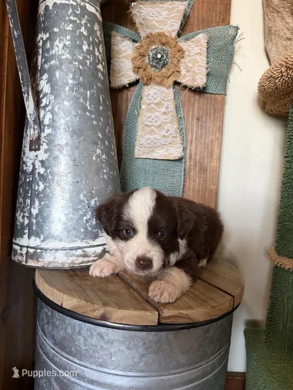 Cocoa – Miniature Australian Shepherd puppy for sale in Stockdale, TX