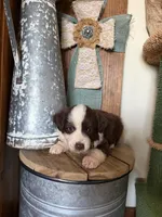 Cocoa, a male Miniature Australian Shepherd for sale in Stockdale, TX – 1 of 3