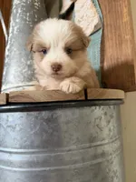 Flint, a male Miniature Australian Shepherd for sale in Stockdale, TX – Photo 2 of 4