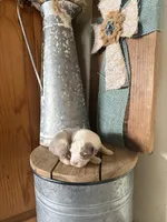 Flint, a male Miniature Australian Shepherd for sale in Stockdale, TX – Photo 2 of 2