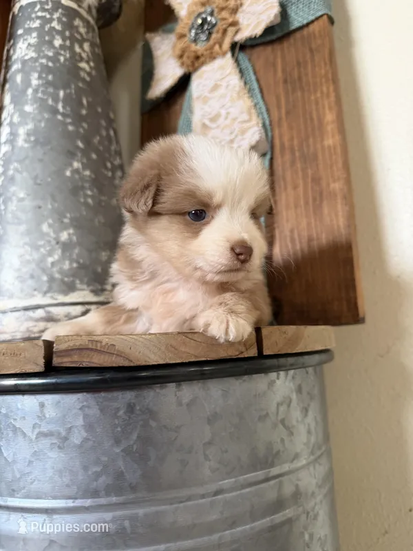 Flint – Miniature Australian Shepherd puppy for sale in Stockdale, TX