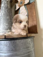 Flint, a male Miniature Australian Shepherd for sale in Stockdale, TX – Photo 1 of 4