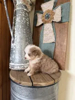 Flint, a male Miniature Australian Shepherd for sale in Stockdale, TX – Photo 4 of 4