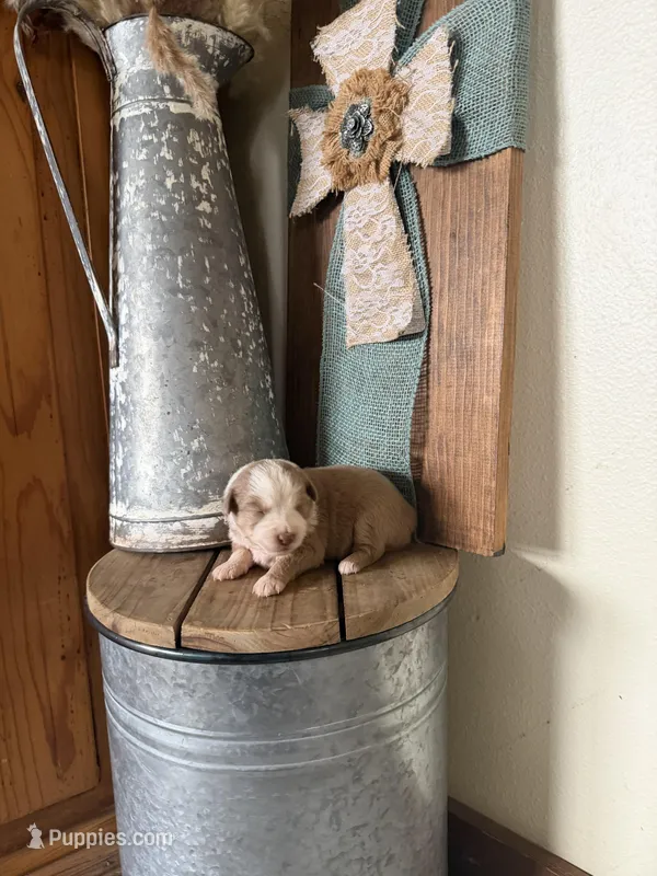 Flint – Miniature Australian Shepherd puppy for sale in Stockdale, TX