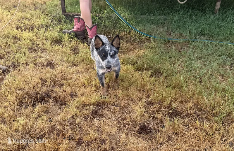 Blaze – Australian Cattle Dog puppy for sale in Stockdale, TX
