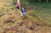 Blaze, a male Australian Cattle Dog for sale in Stockdale, TX – 1 of 4