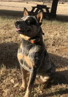 Pepper, a female Australian Cattle Dog for sale in Stockdale, TX – 1 of 6