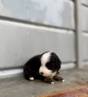 Merle, a male Miniature Australian Shepherd for sale in Stockdale, TX – 2 of 3