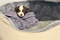 Cocoa, a male Miniature Australian Shepherd for sale in Stockdale, TX – 2 of 3