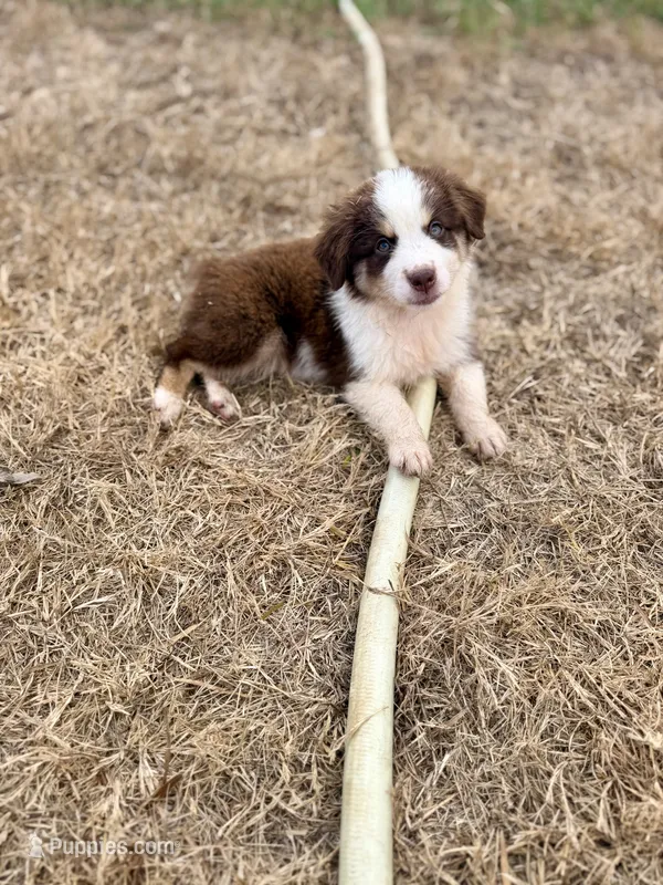 Carmelo – Miniature Australian Shepherd puppy for sale in Stockdale, TX
