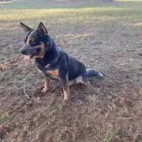 AKC Teeter, a female Australian Cattle Dog for sale in Stockdale, TX – Photo 3 of 4