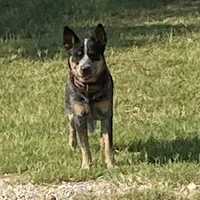 AKC Teeter, a female Australian Cattle Dog for sale in Stockdale, TX – Photo 2 of 4