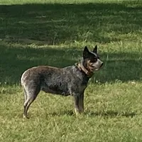 AKC Teeter, a female Australian Cattle Dog for sale in Stockdale, TX – Photo 1 of 4
