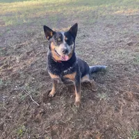 AKC Teeter, a female Australian Cattle Dog for sale in Stockdale, TX – Photo 4 of 4