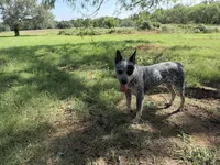 Pepper, a female Australian Cattle Dog for sale in Stockdale, TX – 5 of 6