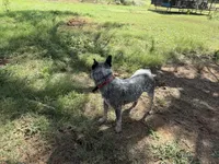 Pepper, a female Australian Cattle Dog for sale in Stockdale, TX – 3 of 6