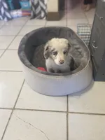 processed/b537d3c8-9515-4a6f-a672-bc04a8cc615d/listing/3c90e3d6-459a-474b-bb2d-4d86afbb1ba5/1f5d225e-1feb-4f40-8e51-7505924dfb24