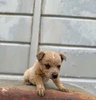 Reba, a female Australian Cattle Dog for sale in Stockdale, TX – 2 of 2