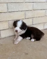 Carmelo, a female Miniature Australian Shepherd for sale in Stockdale, TX – 4 of 5