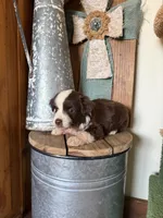 Cocoa, a male Miniature Australian Shepherd for sale in Stockdale, TX – 3 of 3