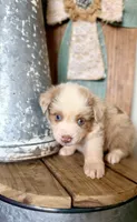 Vanilla bean, a female Miniature Australian Shepherd for sale in Stockdale, TX – 1 of 3