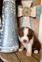 Tex, a male Miniature Australian Shepherd for sale in Stockdale, TX – 1 of 3